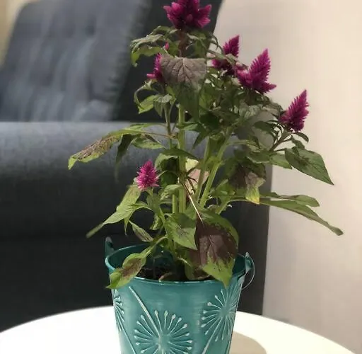 Apartment Loft Lvu En